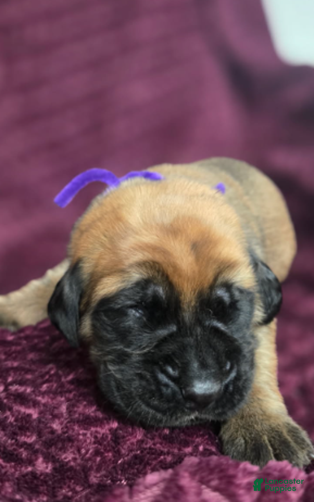 English Mastiff dogs for sale: Clara - Ad 1