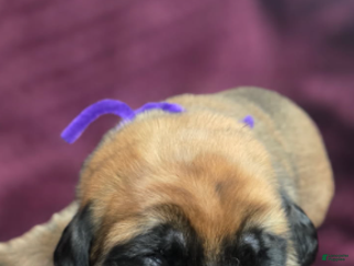 English Mastiff dogs Clara - Ad 3