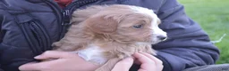Mini Goldendoodle dogs for sale: Cooper  - Ad 2