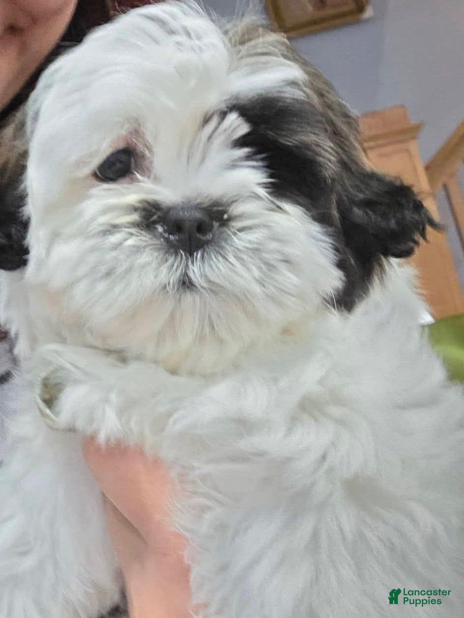 Shih Tzu dogs Shih Tzu 1 - Ad 8