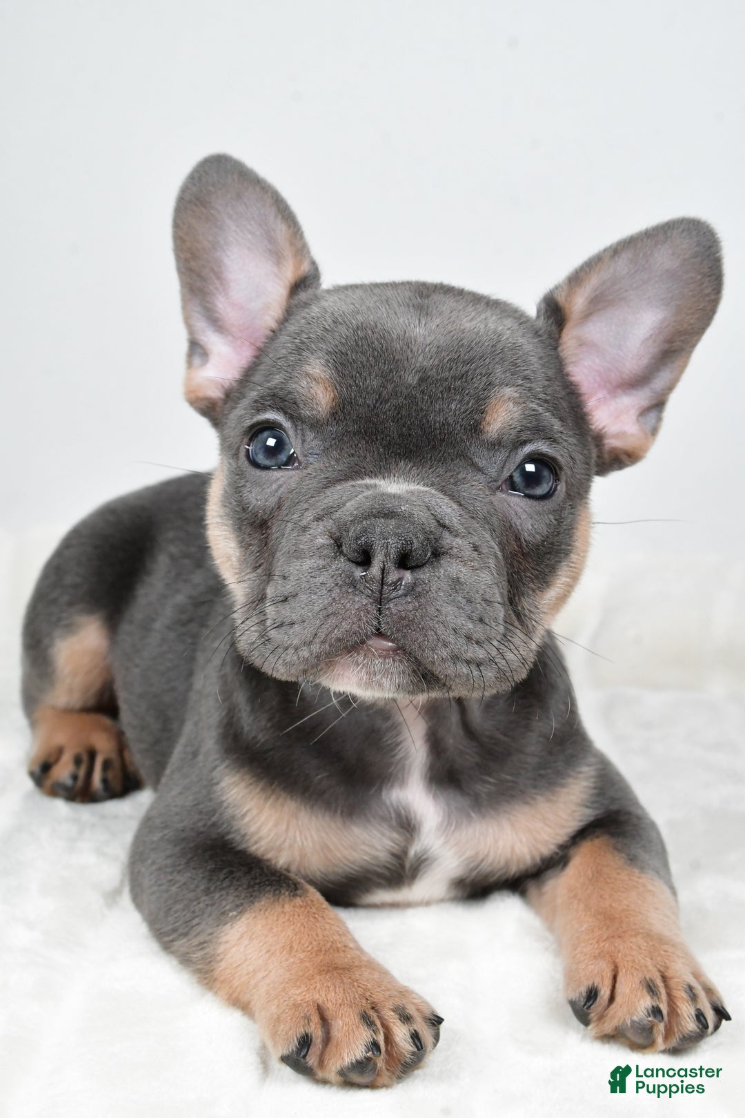 French Bulldog dogs for sale: Flash - Ad 5