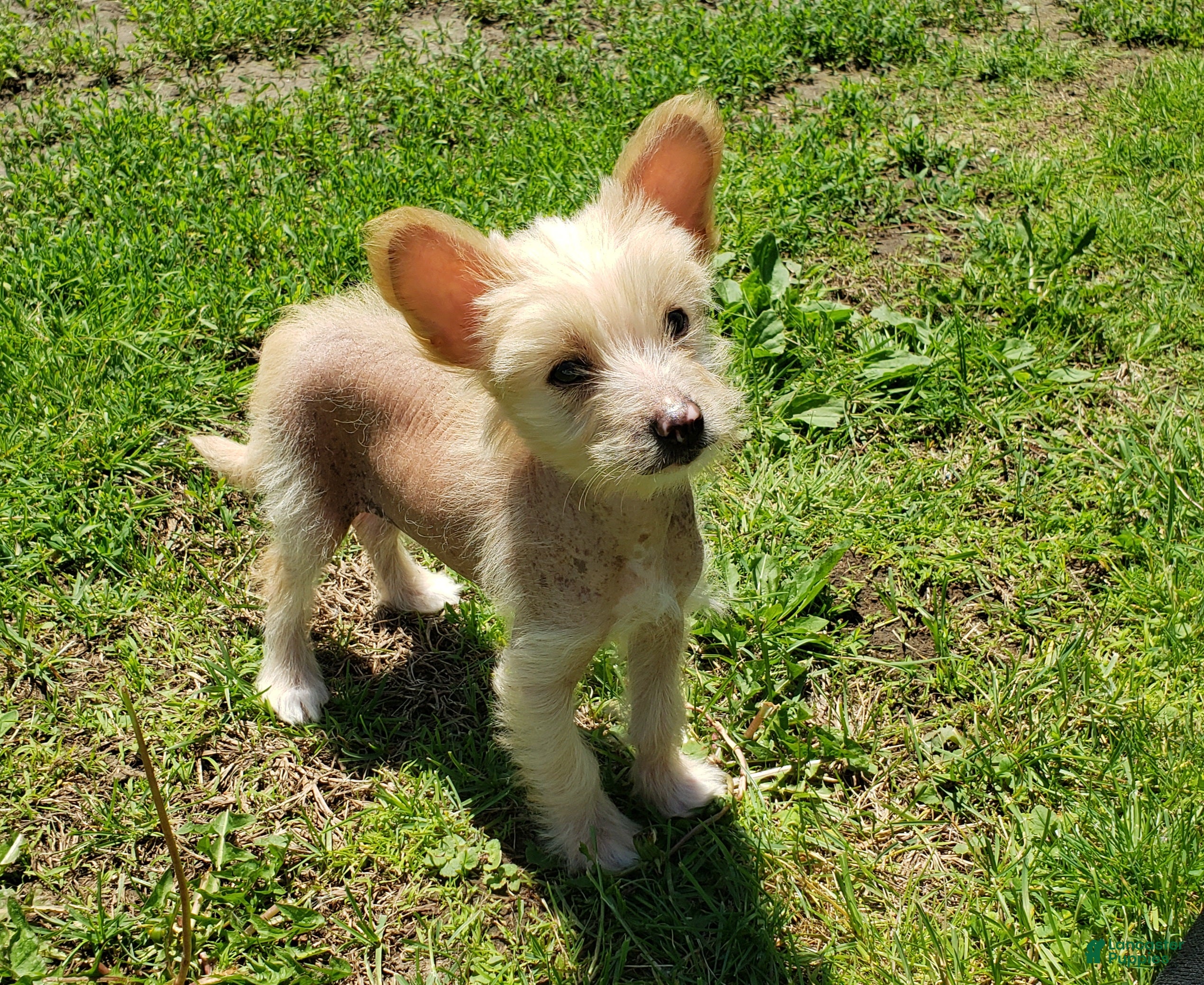 Chinese Crested dogs Chinese Crested Puppy 1 - Ad 1