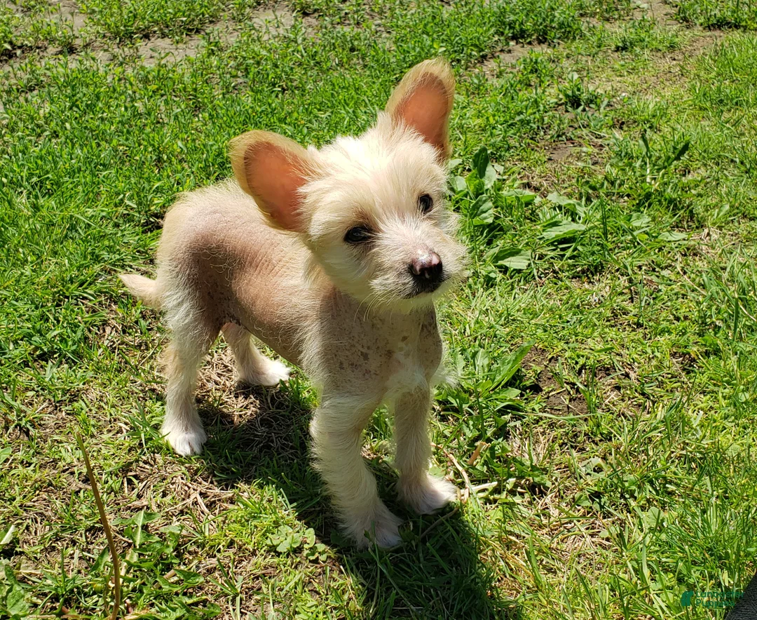 Chinese Crested dogs for sale: Chinese Crested Puppy 1 - Ad 1
