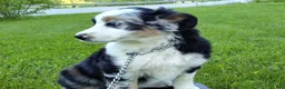 Australian Shepherd dogs for sale: Mandi - Ad 3