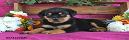 Rottweiler dogs for sale: Major - Ad 5