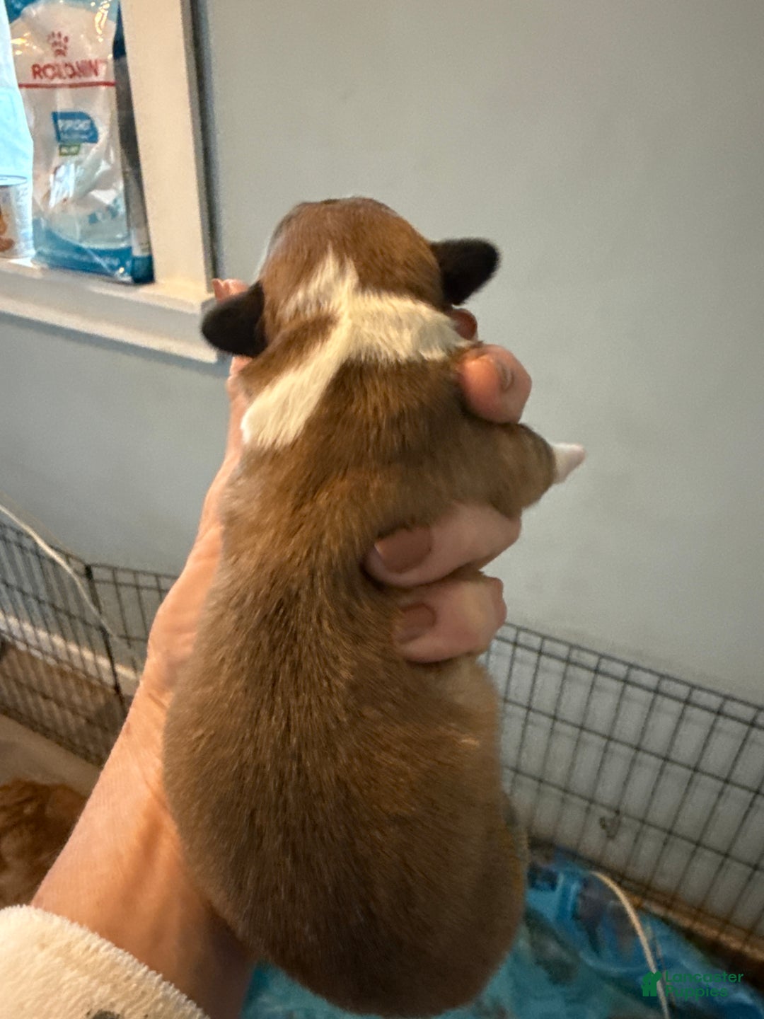 Welsh Corgi Pembroke dogs for sale: Welsh Corgi Pembroke Puppy 6 - Ad 4