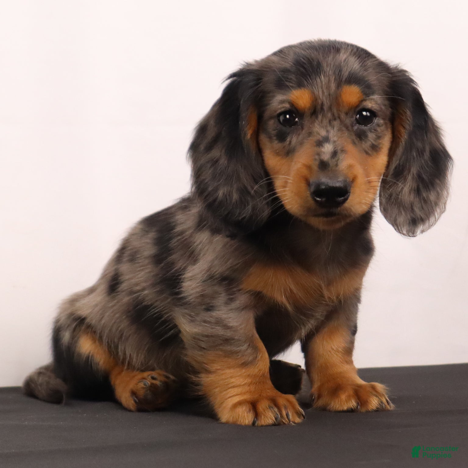 Dachshund dogs Fluffy - Ad 2