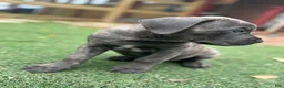Cane Corso dogs for sale: Prima  - Ad 5