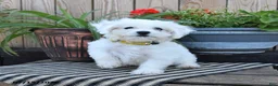 Mixed Breed dogs for sale: Erik - Ad 1
