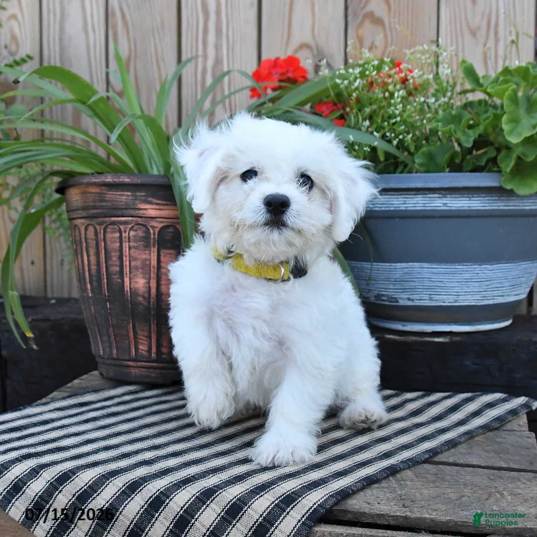 Mixed Breed dogs for sale: Erik - Ad 1