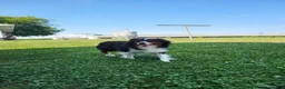 Miniature Australian Shepherd dogs for sale: Blue - Ad 10