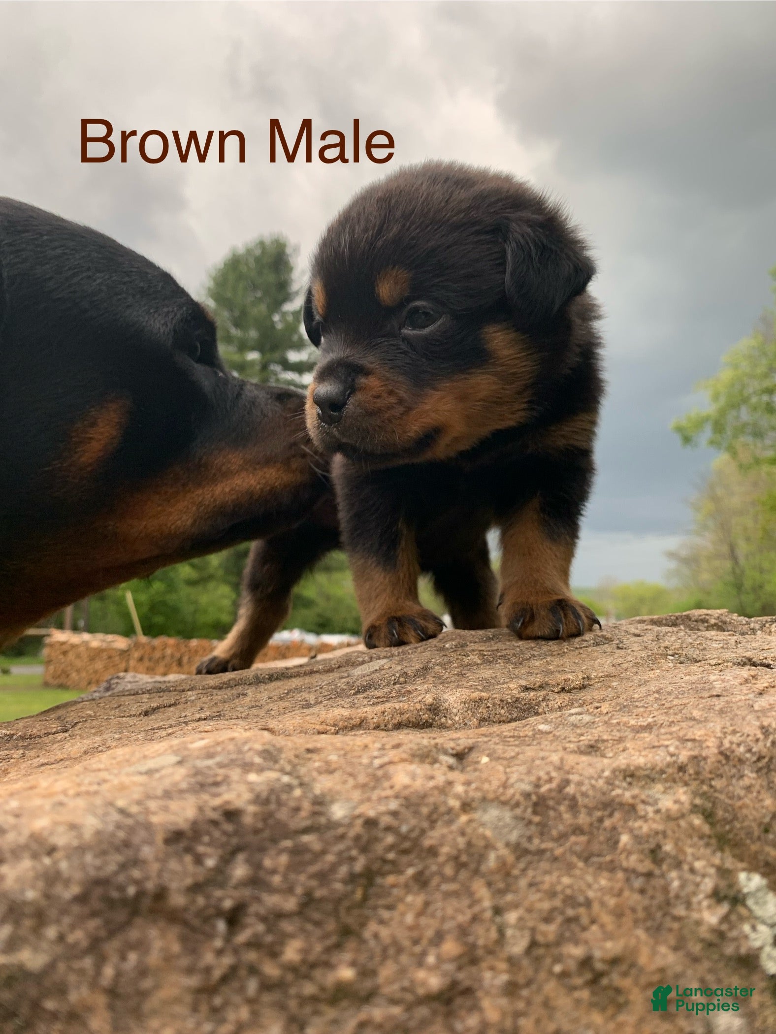 Rottweiler dogs Brown Male - Ad 12
