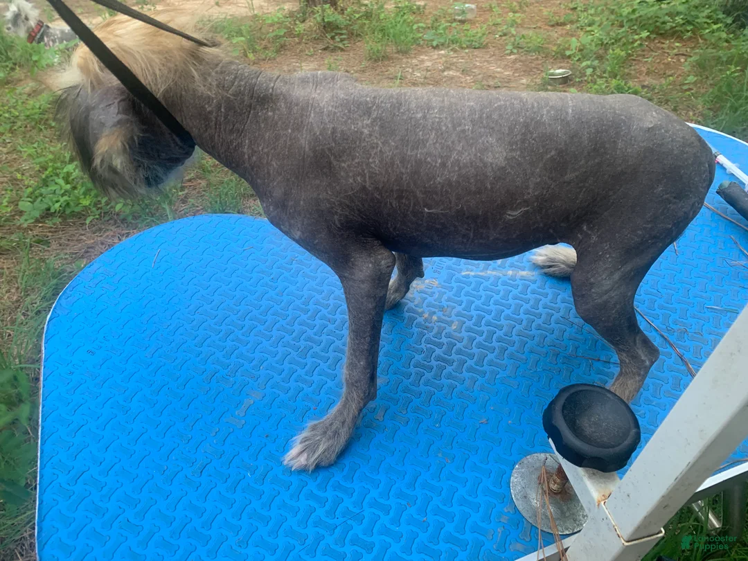 Chinese Crested dogs for sale: Chinese Crested 1 - Ad 2