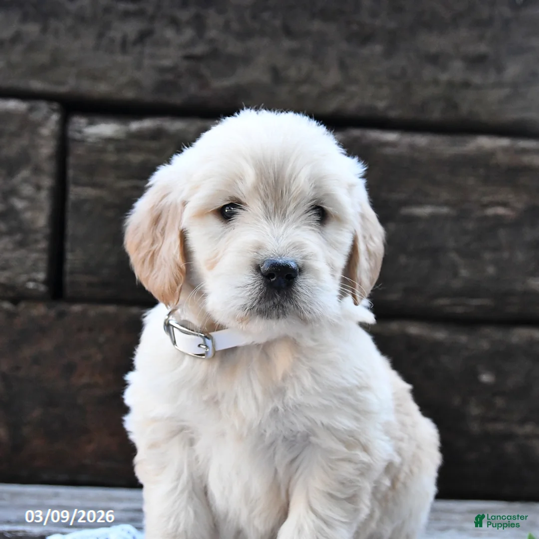 Goldendoodle dogs for sale: Buttercup - Ad 2