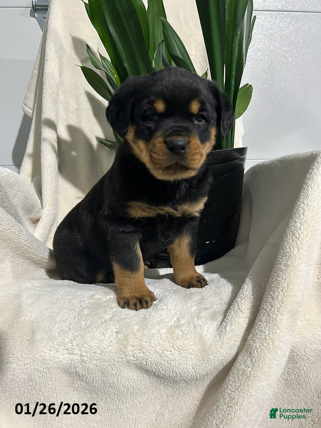 Rottweiler dogs for sale: Lucy - Ad 5