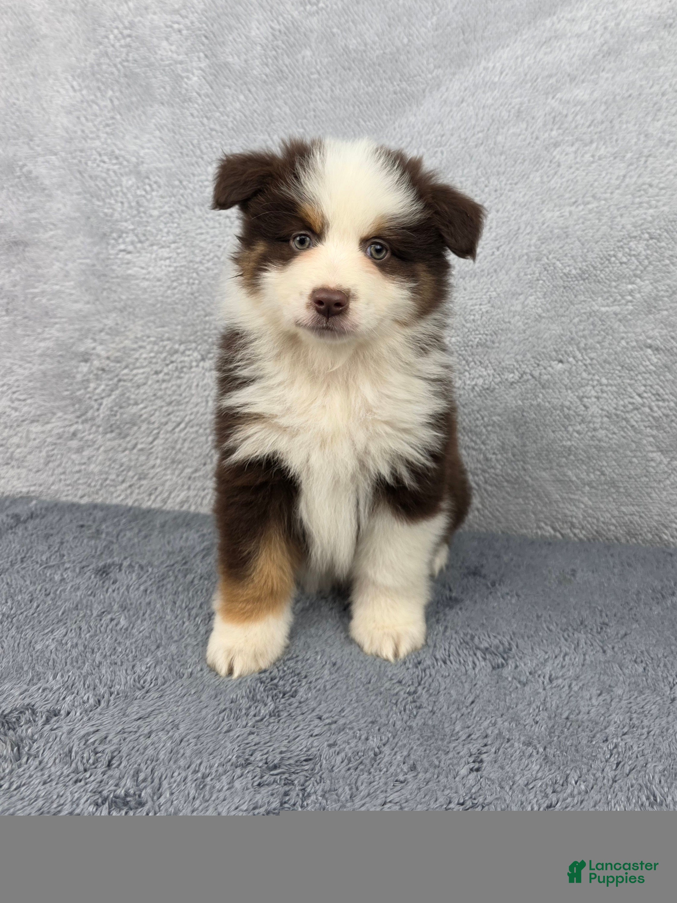 Miniature Australian Shepherd dogs Rocky - Ad 1
