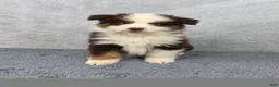 Miniature Australian Shepherd dogs for sale: Rocky - Ad 1
