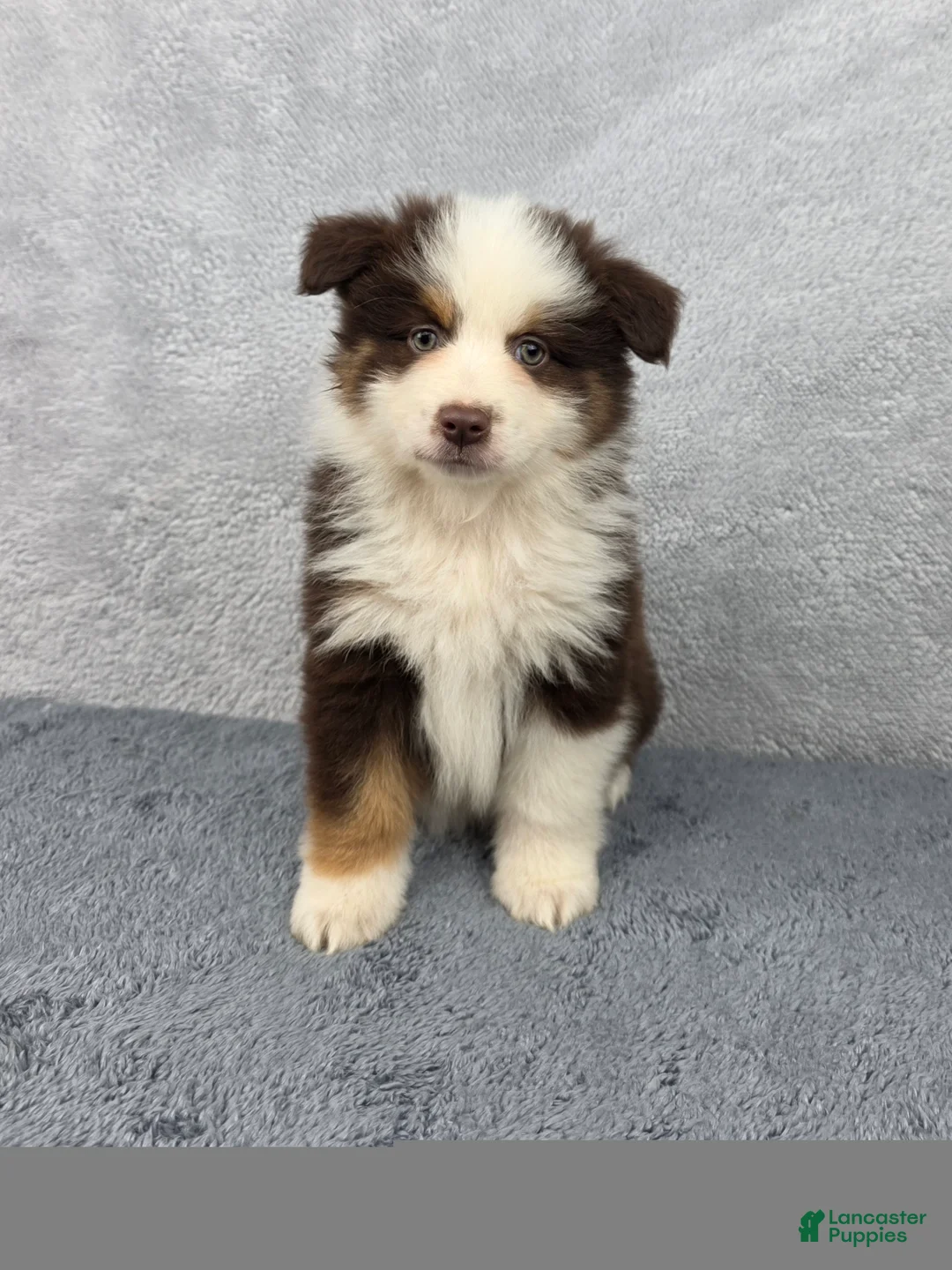 Miniature Australian Shepherd dogs for sale: Rocky - Ad 1