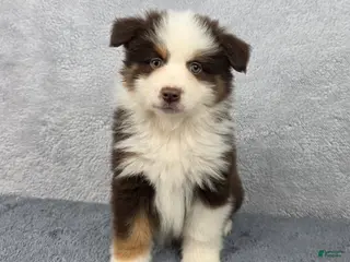 Miniature Australian Shepherd dogs for sale: Rocky - Ad 3