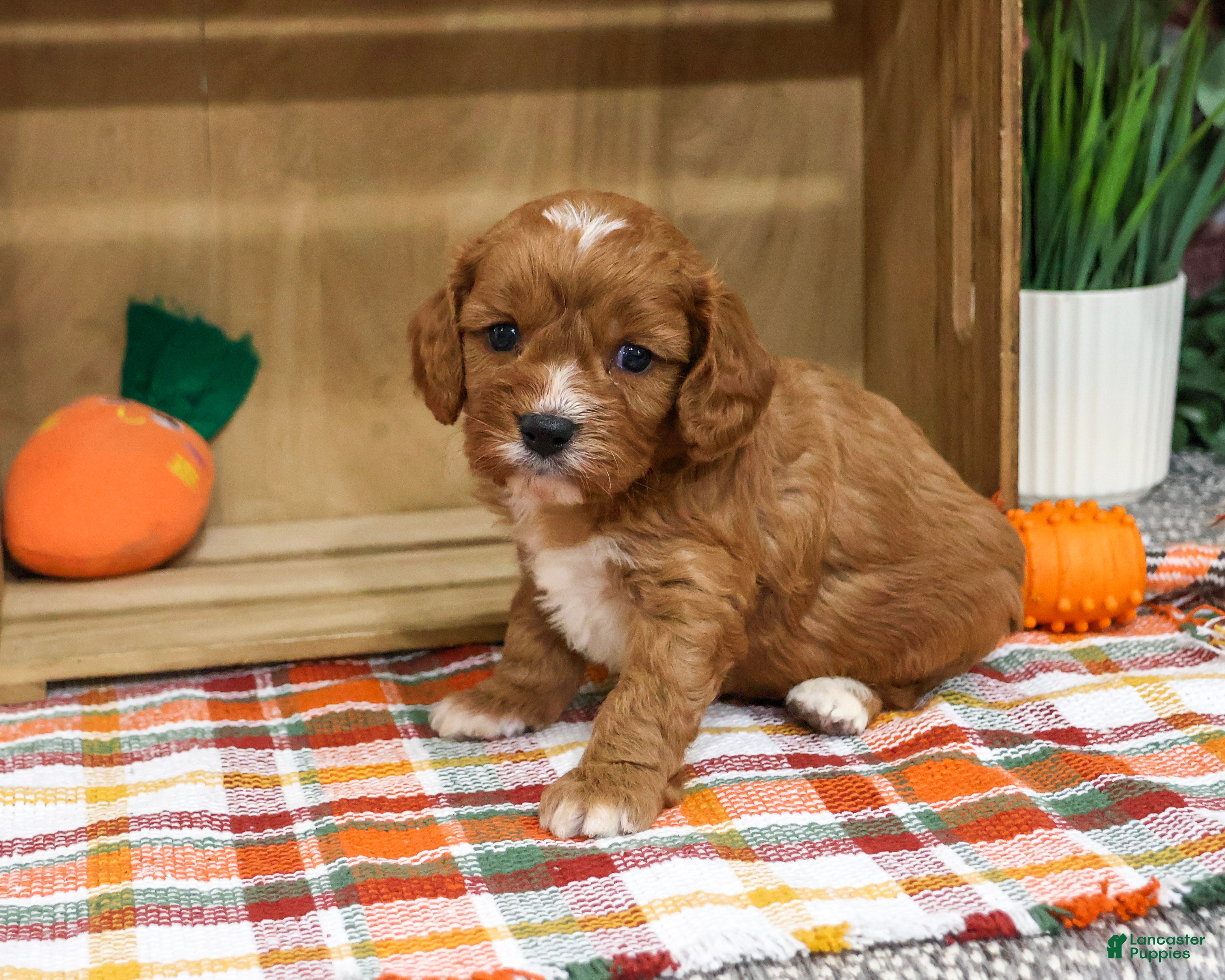 Cavapoo dogs Arrow - Ad 35