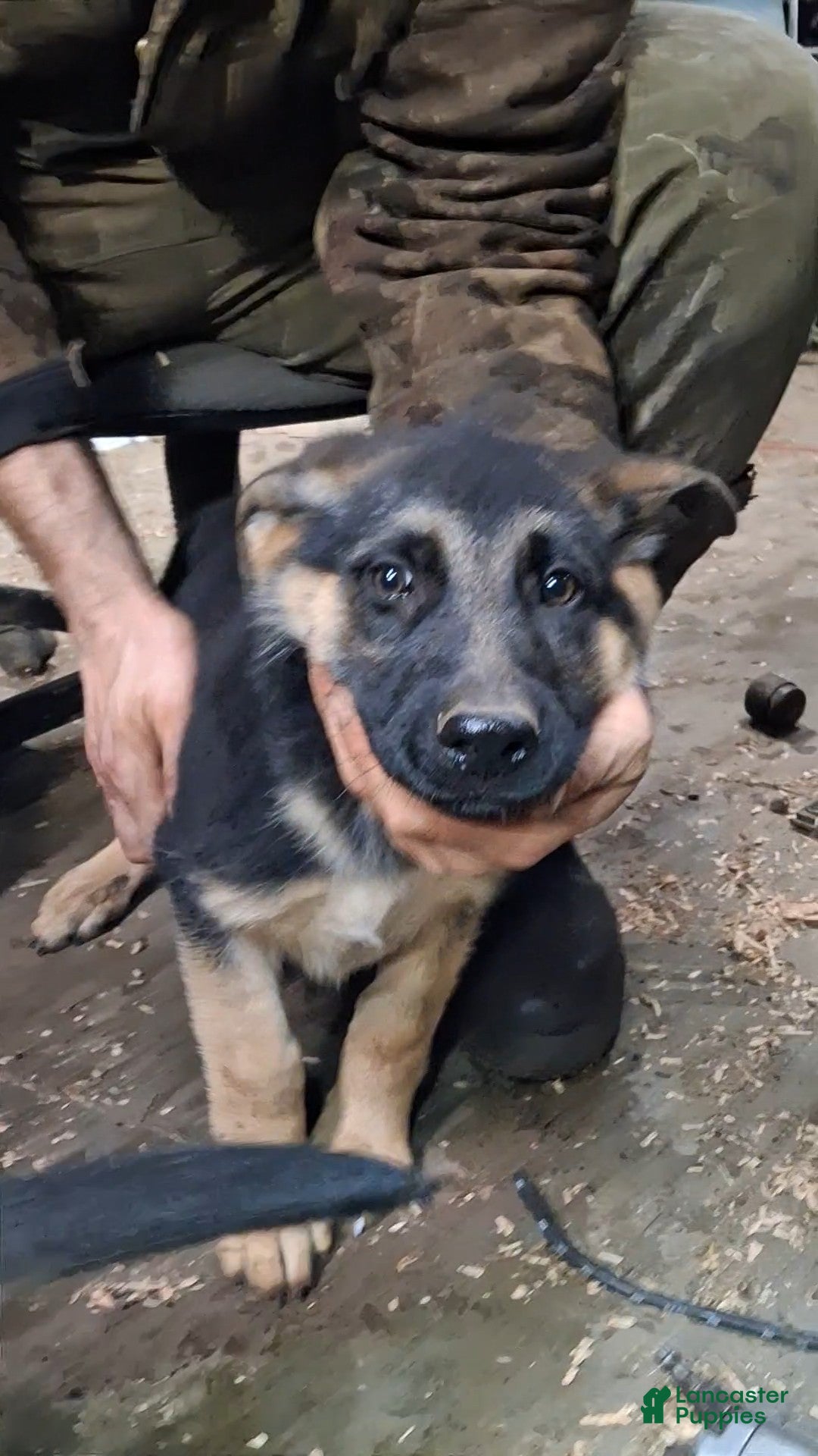 German Shepherd dogs for sale: German Shepherd Puppy 5 - Ad 2