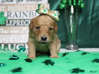 Goldendoodle dogs Shasta - Ad 34