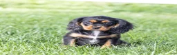 Cavalier King Charles Spaniel dogs for sale: Butch - Ad 5