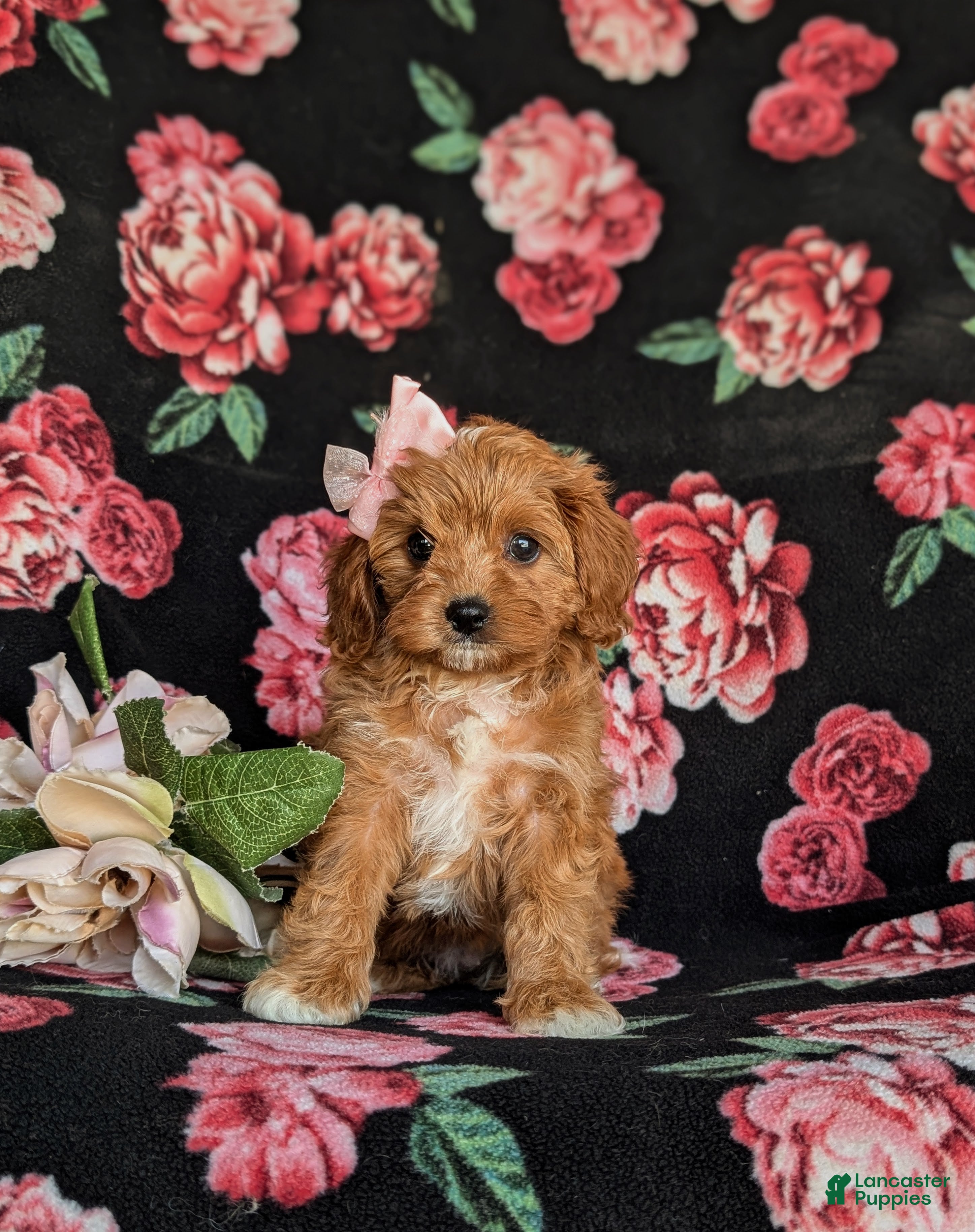 Cavapoo dogs Nina - Ad 1
