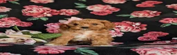 Cavapoo dogs for sale: Nina - Ad 1