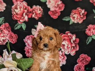 Cavapoo dogs for sale: Nina - Ad 3