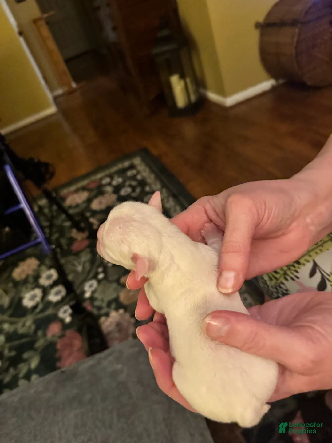 Mixed Breed dogs for sale: English Bulldog Puppy 5 - Ad 3