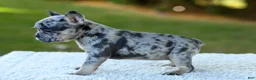 French Bulldog dogs for sale: Cupcake - Blue Merle - Ad 9