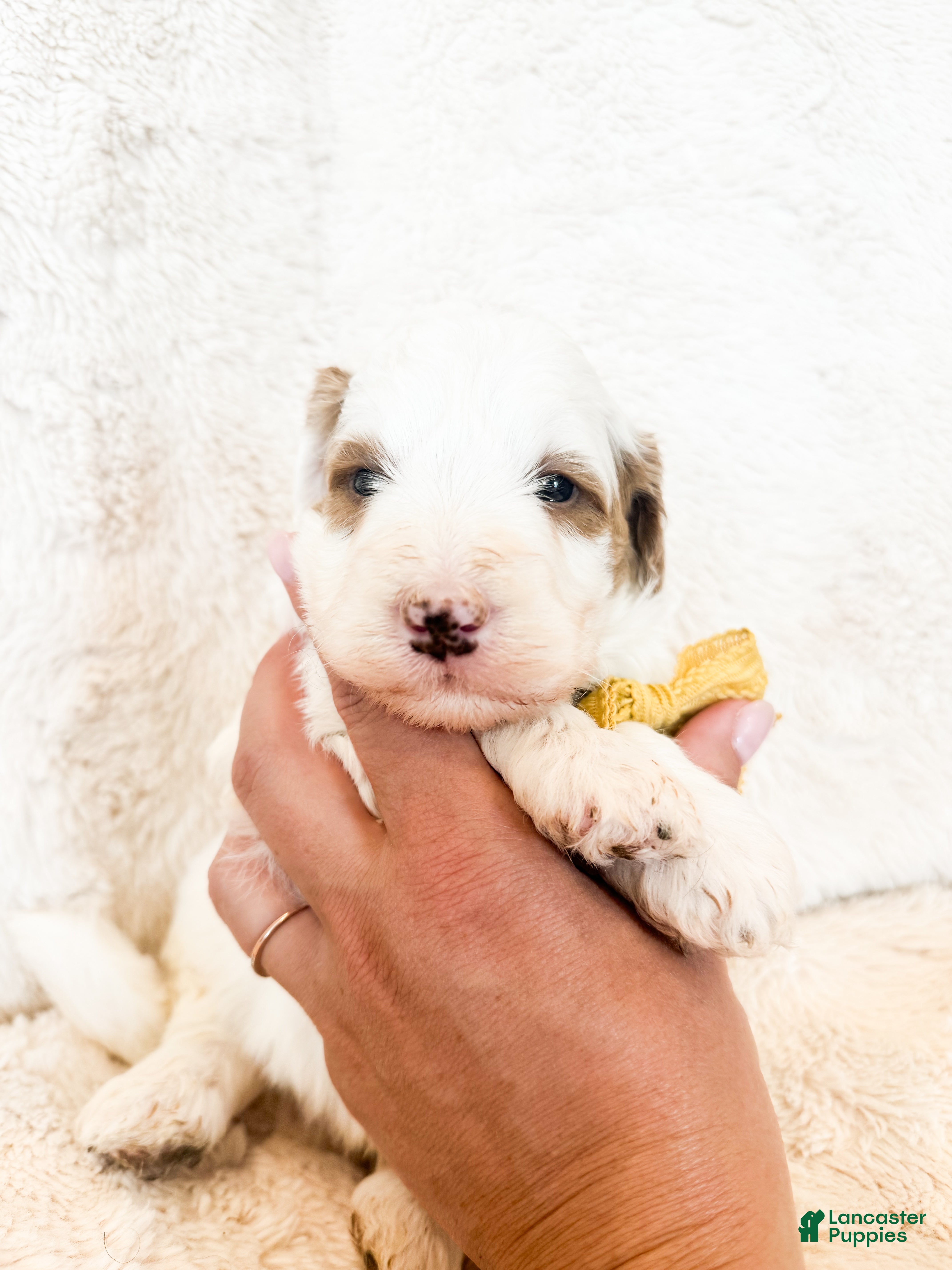 Bernedoodle dogs 'Porky' Yellow Collar Male Medium Bernedoodle - Ad 2
