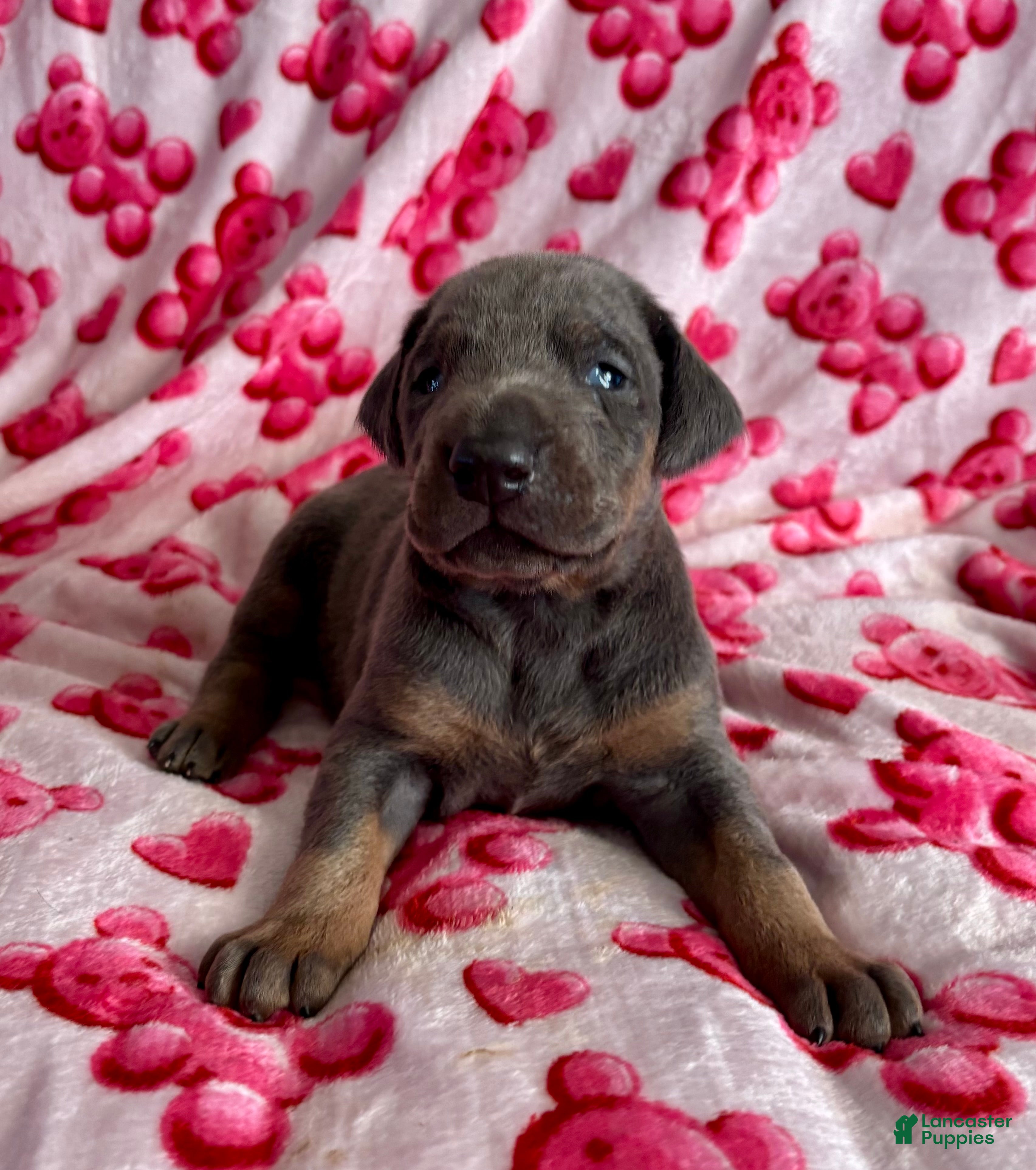 Doberman Pinscher dogs Cupid health tested parents - Ad 10