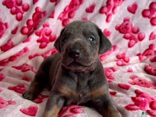 Doberman Pinscher dogs Cupid health tested parents - Ad 10