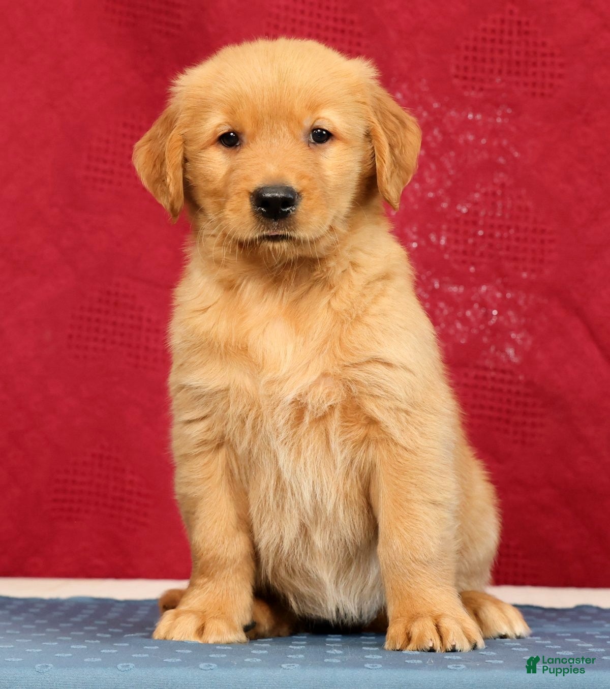 Golden Retriever dogs Olive - Ad 1