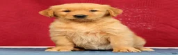 Golden Retriever dogs for sale: Olive - Ad 1