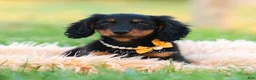 Miniature Dachshund dogs for sale: Domino - Ad 11