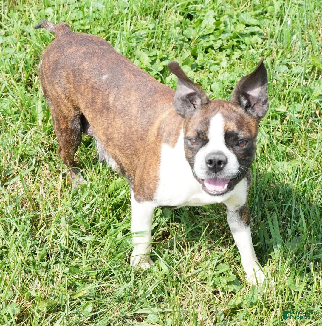 Boston Terrier dogs for sale: Addie - Ad 10