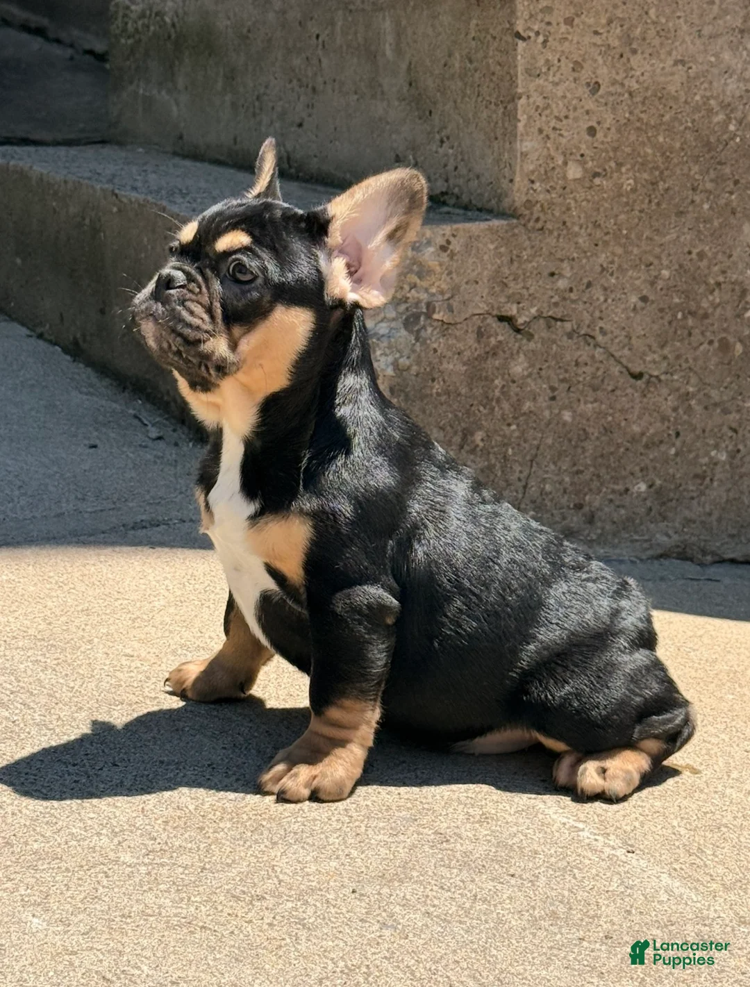 French Bulldog dogs for sale: French Bulldog 2 - Ad 1