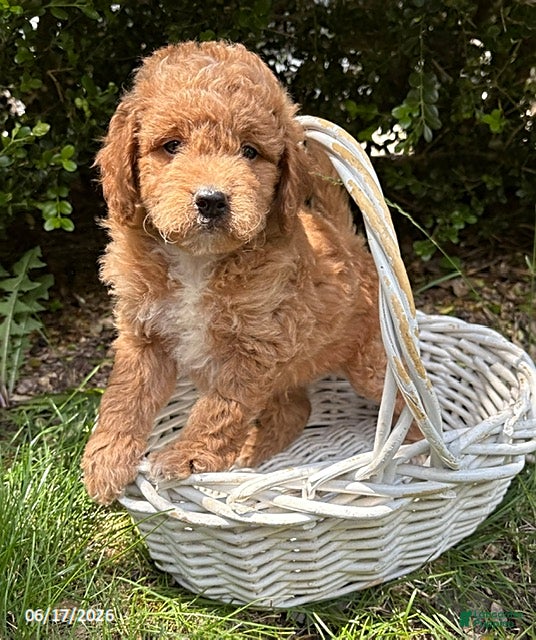 Mini Goldendoodle dogs Bennet - Ad 2