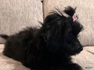 Pomapoo dogs MistleToe - Ad 7