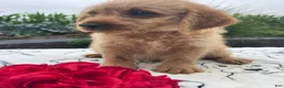 Labradoodle dogs for sale: Earl - Ad 4