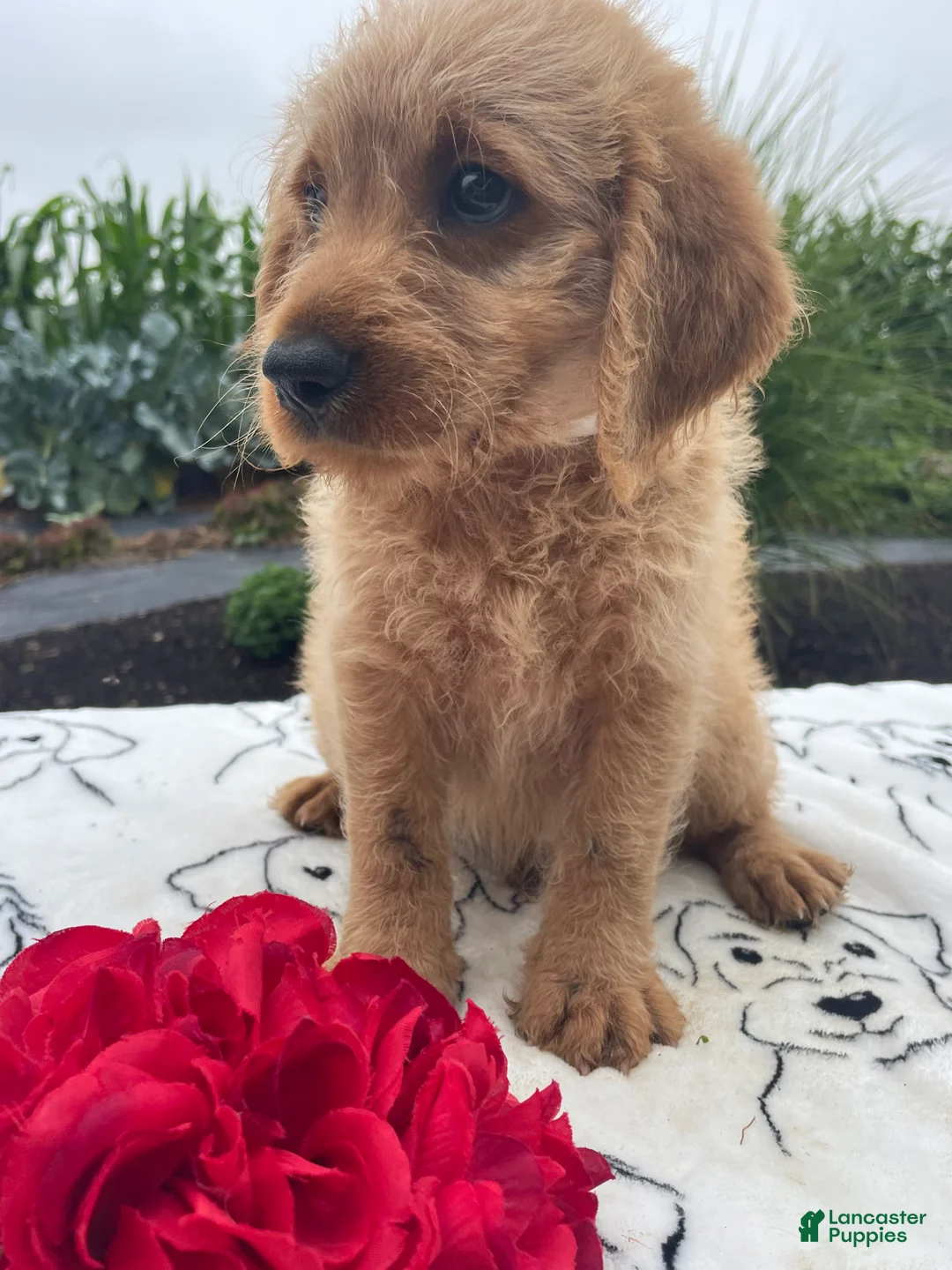 Labradoodle dogs for sale: Earl - Ad 4