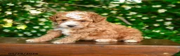 Miniature Poodle dogs for sale: Porter - Ad 3