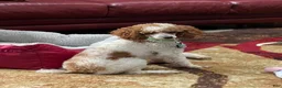 Miniature Poodle dogs for sale: Patch - Ad 4