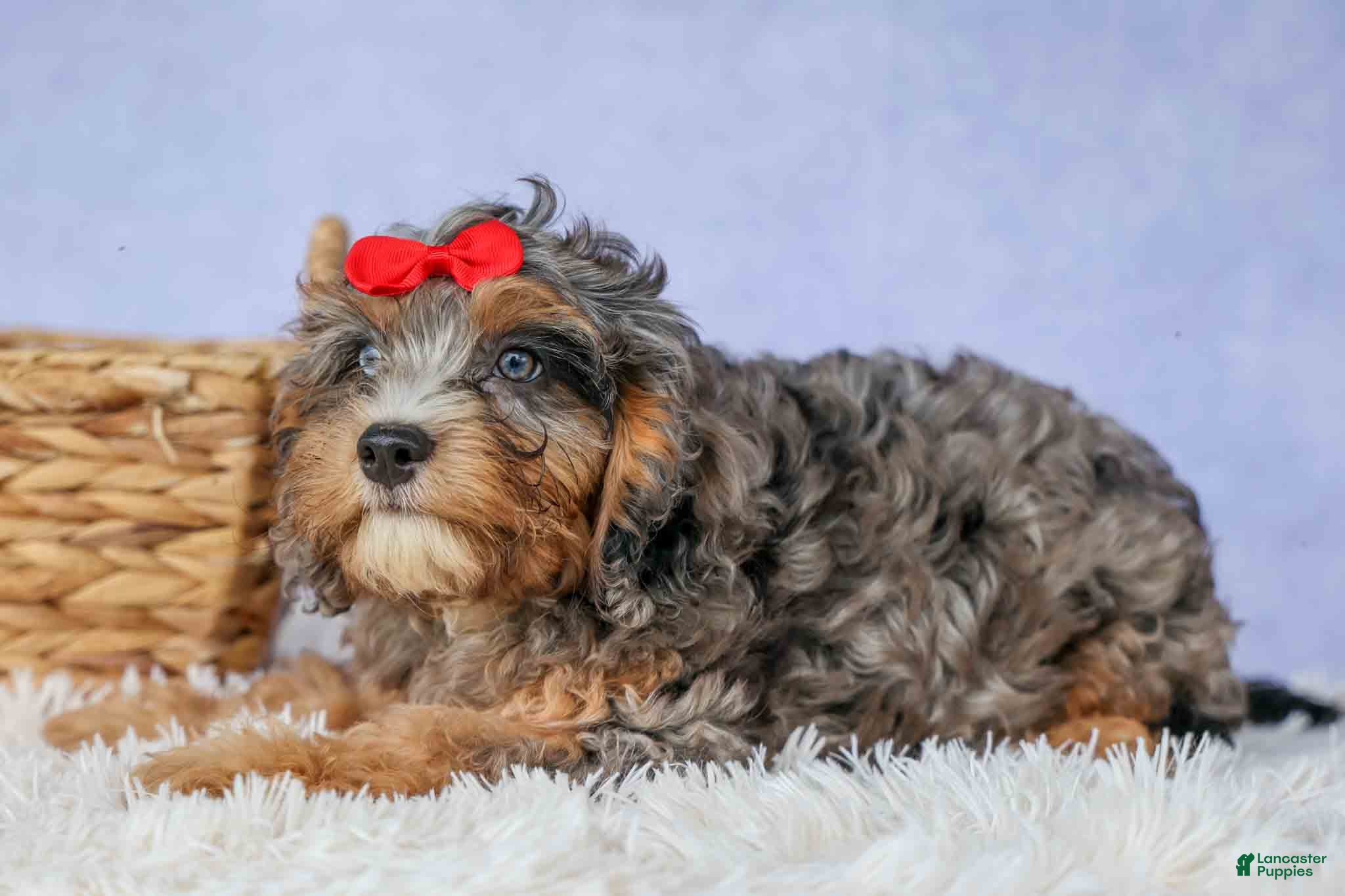 Cavapoo dogs Leo 🐾 - Ad 2