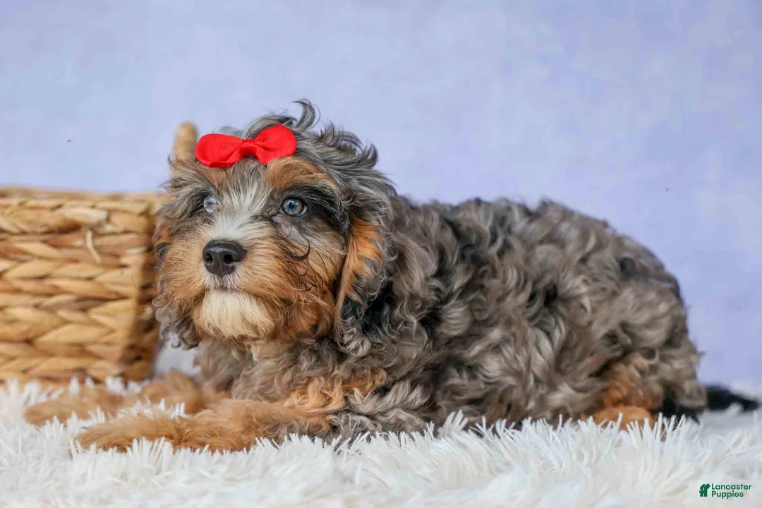 Cavapoo dogs for sale: Leo 🐾 - Ad 2