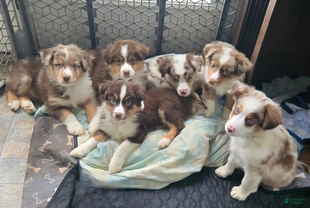 Australian Shepherd dogs for sale: Australian Shepherd Puppy 3 - Ad 5