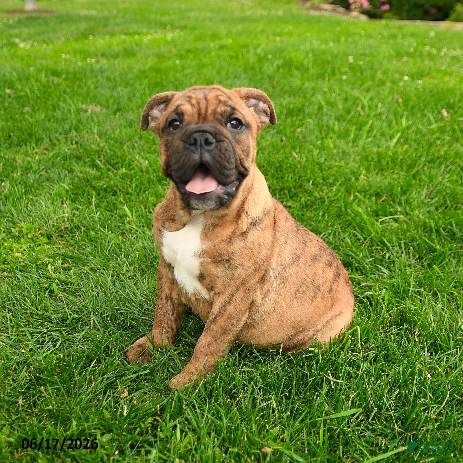 English Bulldog dogs Elizabeth - Ad 1